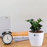 ZZ Plant Zenzi, with 5.5 inches white decor pot